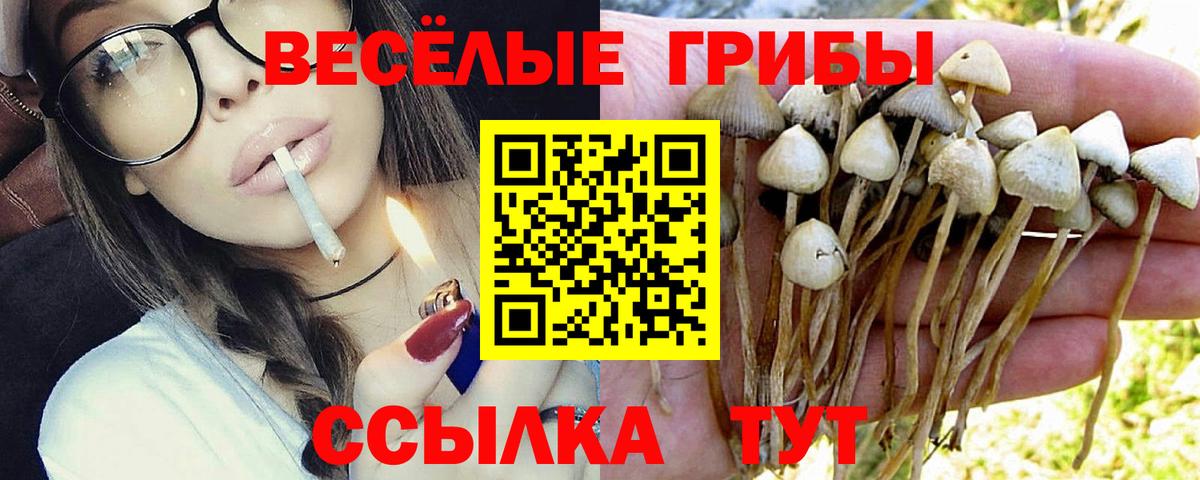 Псилоцибиновые грибы Cubensis  Вход с VPN  Серов 